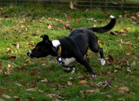 Sheep Camp Oct 2014