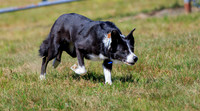 Blue Hill Fair Sheepdog Trials 2018