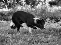 Tibbie - Marilyn's photo for NEBCA