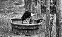 Nick - Lynn's Photo for NEBCA