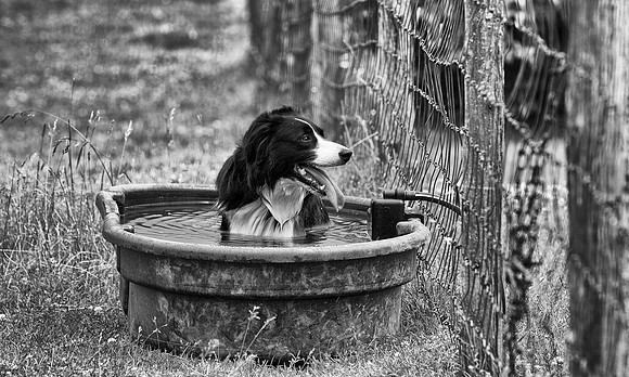 Nick - Lynn's Photo for NEBCA