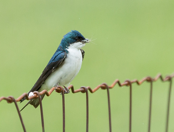 Tree Swallow