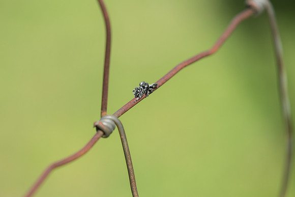Daring Jumping Spider wrapping things up at the trial