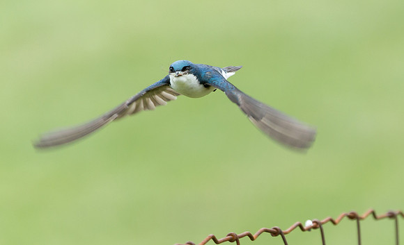 Tree Swallow flying to the nesting box at Nearfield Farm