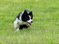 Floss - Jane Fisher's and handled by Brenda Buja