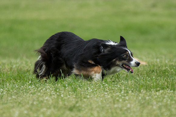 Denise Leonard's Maggie