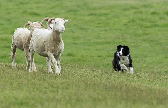 Jane Fisher's Floss handled by Brenda Buja
