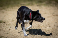 Blue Hill Fair Sheepdog Trials 2015
