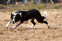 Blue Hill Fair Sheepdog Trials 2011